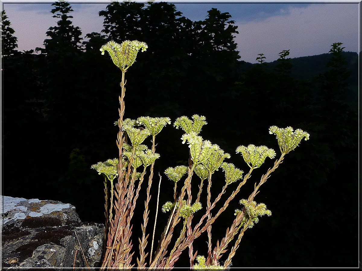 plante grasse puycelsi